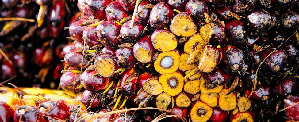 Certificarea RSPO a lanțului de aprovizionare pentru uleiul de palmier