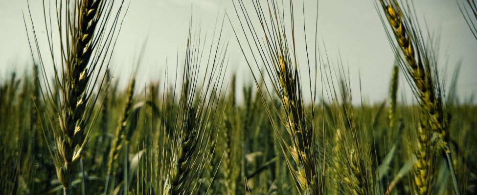 GLOBALG.A.P. Bune practici agricole