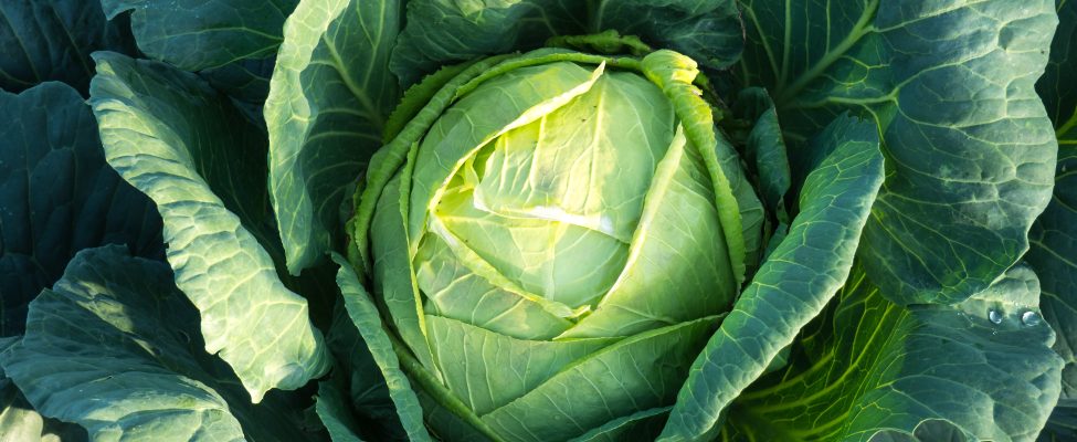 Să aflăm mai multe despre GLOBALG.A.P.