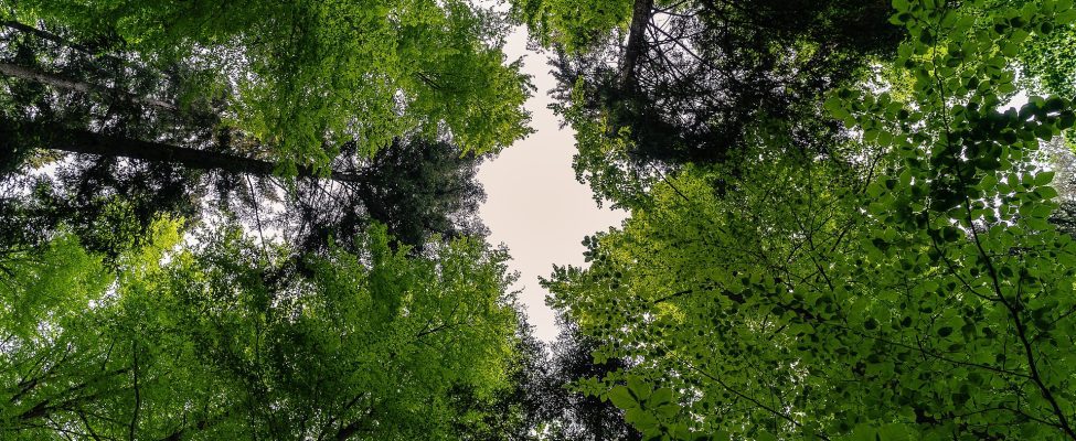 Ziua Internațională a Pădurilor