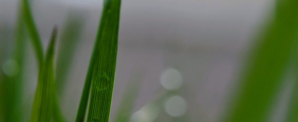 Verificarea amprentei de carbon a produsului (ISO 14067, PAS 2050)