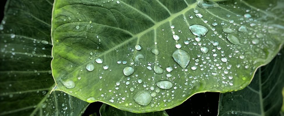 Verificarea amprentei de apă ISO 14046