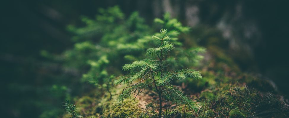 Conformitatea Regulamentului Uniunii Europene privind produsele fără defrișare (EUDR) cu schemele de lanț de custodie FSC și PEFC