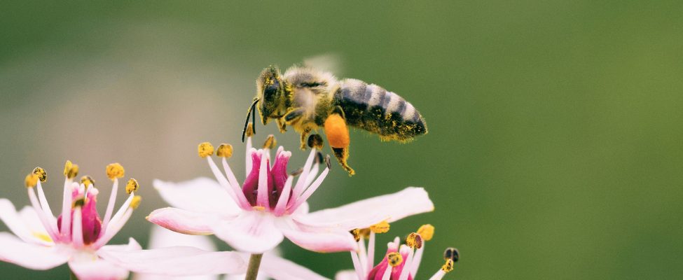 Căutați un organism de certificare care să efectueze un audit de performanță în sustenabilitate pentru compania dumneavoastră?