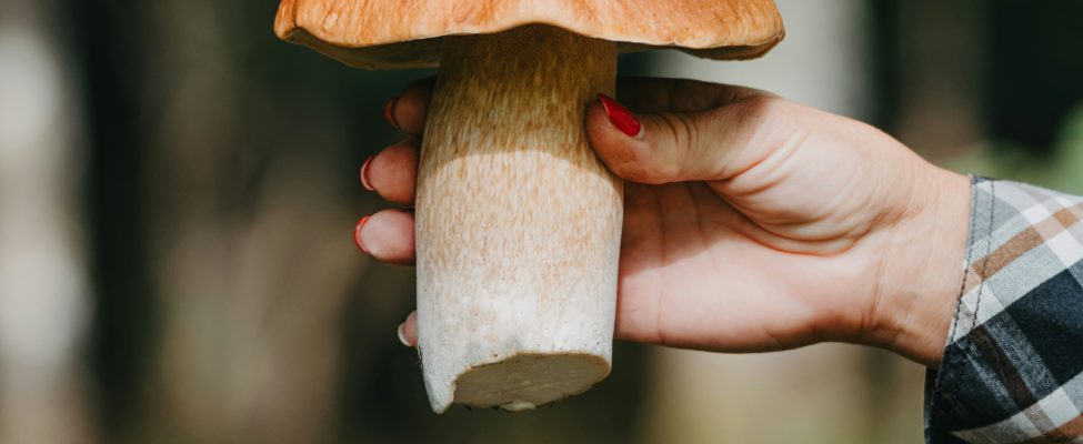 Pădurile, Alimentația și Importanța Certificării Lanțului de Custodie