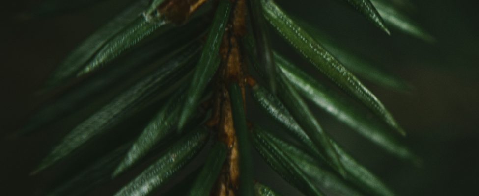 Consiliul PEFC a semnat un contract cu BM Certification pentru efectuarea auditurilor PEFC RED II